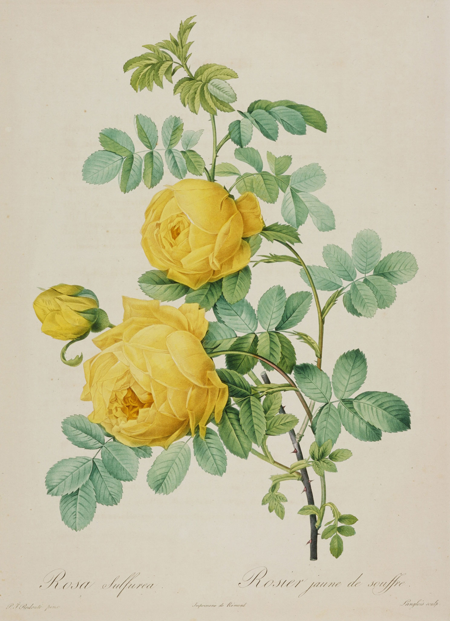 うるわしき薔薇—ルドゥーテ『バラ図譜』を中心に - 群馬県立近代美術館